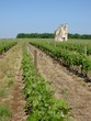 vignoble