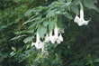datura