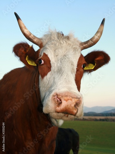 Photo: cow cow