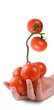 tomatoes in a girl's hand