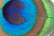 peacock feather eye peacock feather eye