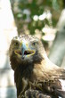 aigle de face