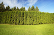natural fence