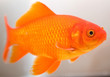 goldfish