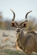 Photo: kudu portrait kudu portrait