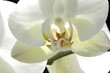 orchidée