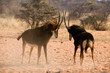 Photo: fighting antelopes fighting antelopes