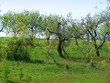 old orchard