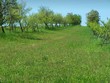 orchard