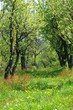 orchard
