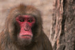 Sad monkey