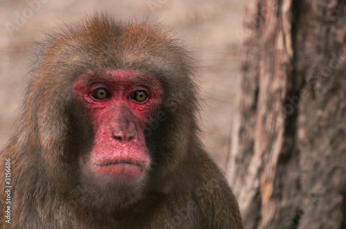 Photo: Sad monkey Sad monkey
