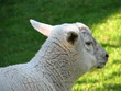 weißes lamm im grünen