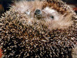 hedgehog