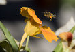 busy bee