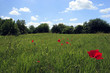 spring field