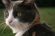 gatto