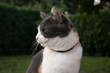 gatto