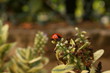 coccinella