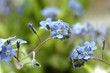 forget-me-not at spring