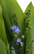spring flowers