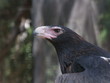 Australian Wedgetailed Eagle