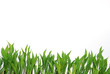 row of spring leaves
