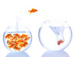 goldfishes