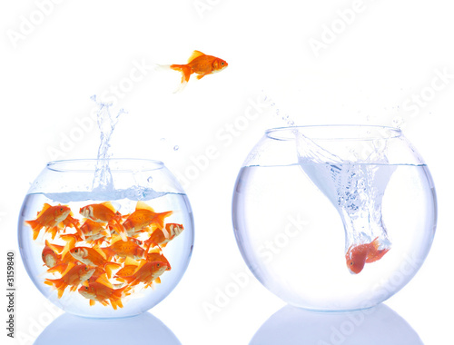 goldfishes goldfishes