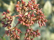 interesting plant