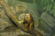golden lion tamarin 3