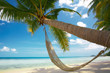 palm and hammock