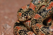 longnose snake