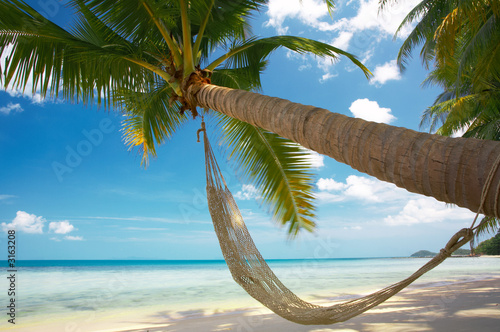 palm and hammock