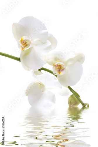 orchid orchid