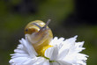  snail on white flower