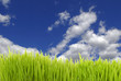 fresh grass fresh grass