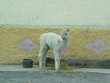 jungalpaca
