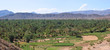 desert oasis with palm trees and mountains behind, zagora, draa