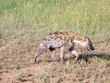 hyena from near in the african savanna, serengeti park, tanzania