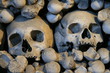 two skulls