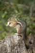 chipmonk eating a peanut