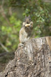 chipmonk eating a peanut