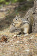 chipmonk eating a peanut
