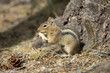 chipmonk eating a peanut