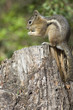 chipmonk eating a peanut