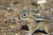 close up of a chipmonk