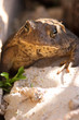 desert spotted frog sitting on a rock