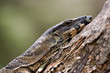 tired goanna
