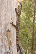 goanna up a tree